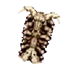 Skull Shield